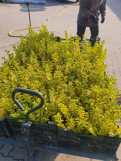 Euonymus fortunei 'Emerald'n Gold' - Goldbunte Kriechspindel 'Emerald'n Gold'