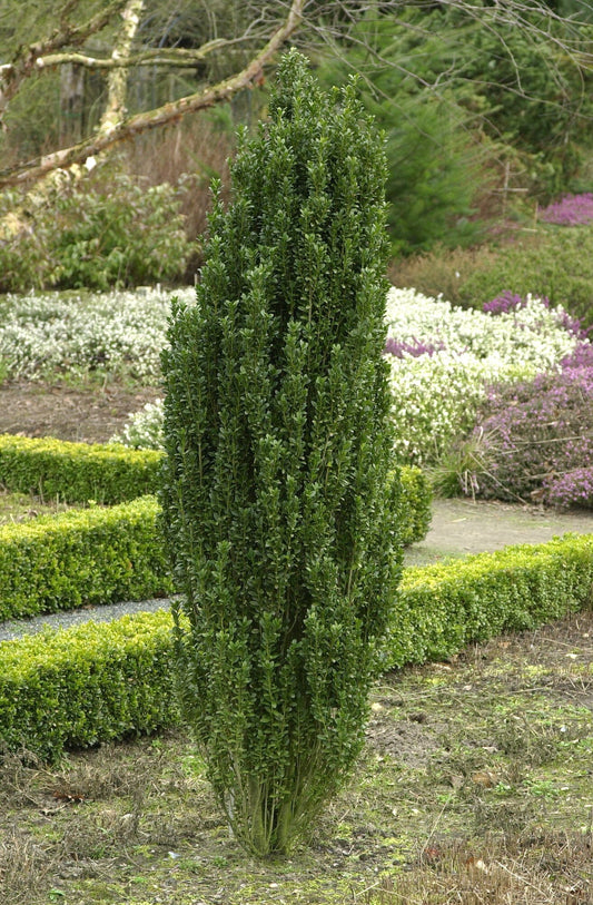 Ilex crenata 'Fastigiata' - Säulen-Berg-Ilex