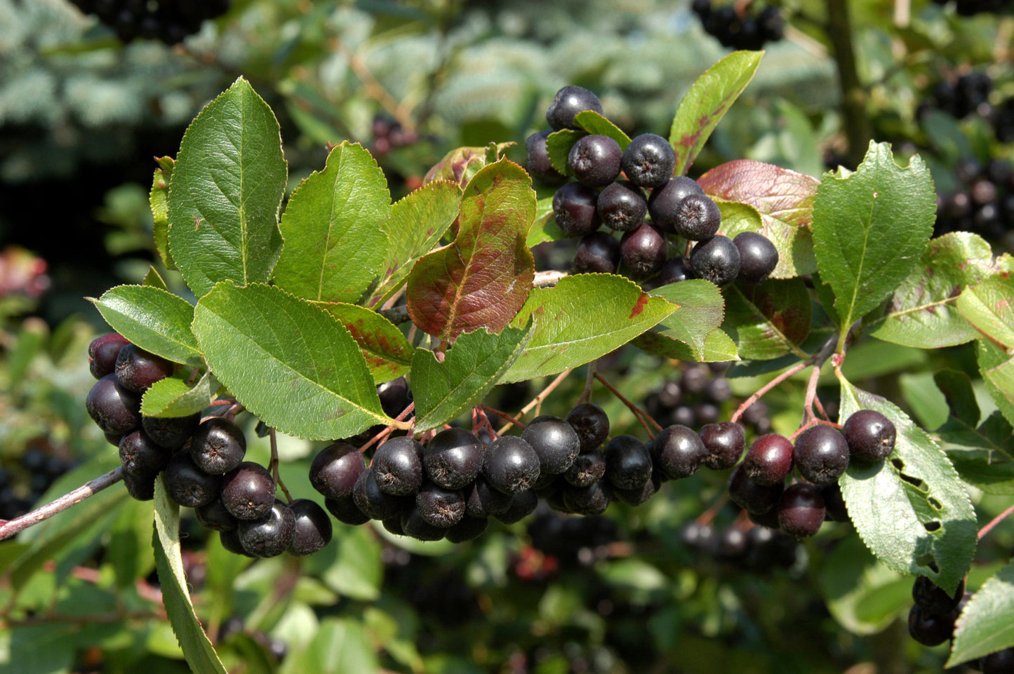 Aronia prunifolia 'Nero' - Apfelbeere 'Nero'