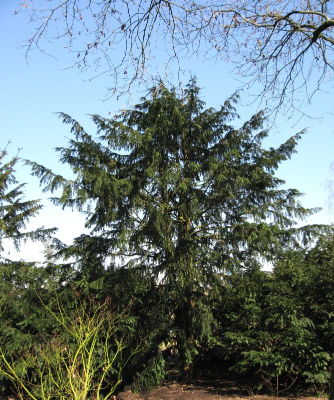 Taxus baccata 'Dovastoniana' - Adlerschwingen-Eibe