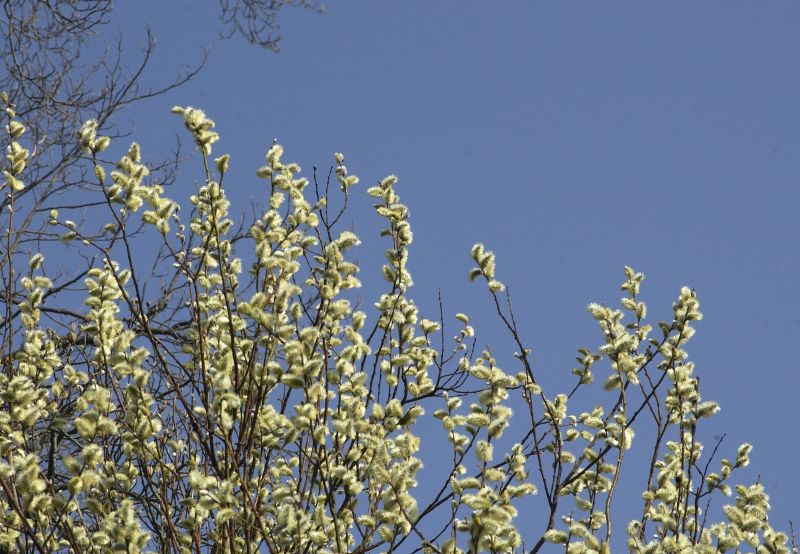 Salix caprea 'Silberglanz' - Adventweide