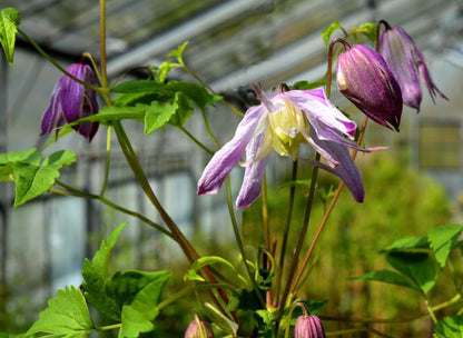 Clematis macropetala 'Rosy O'Grady' - Akelei-Waldrebe 'Rosy O'Grady'