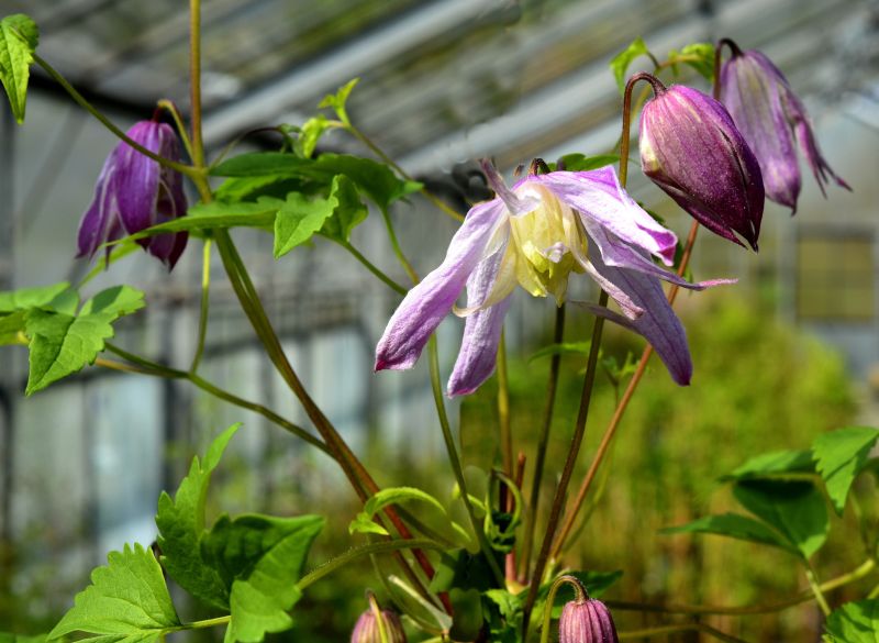 Clematis macropetala 'Rosy O'Grady' - Akelei-Waldrebe 'Rosy O'Grady'