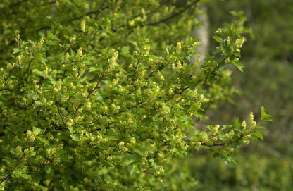 Ribes alpinum - Alpen-Johannisbeere