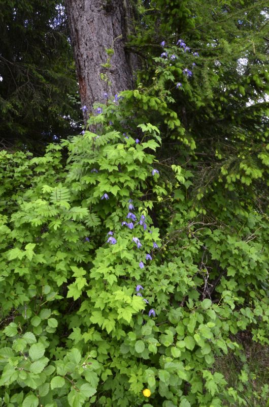 Clematis alpina - Alpen-Waldrebe