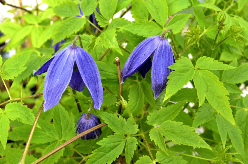 Clematis alpina 'Pamela Jackman' - Alpen-Waldrebe 'Pamela Jackman'