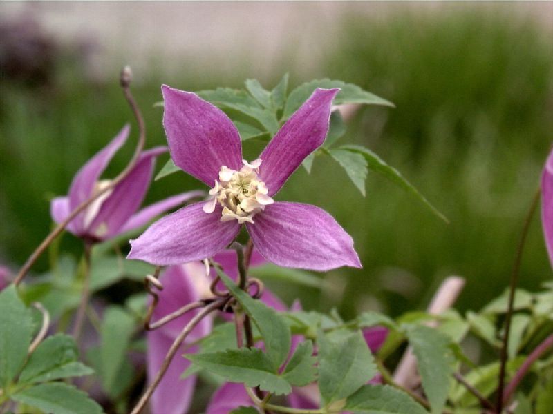 Clematis alpina 'Ruby' - Alpen-Waldrebe 'Ruby'
