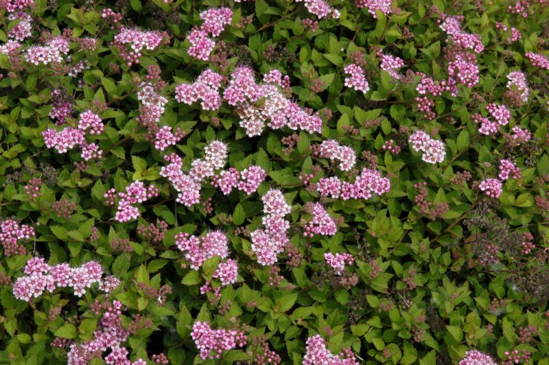 Spiraea japonica 'Nana' - Alpenspiere