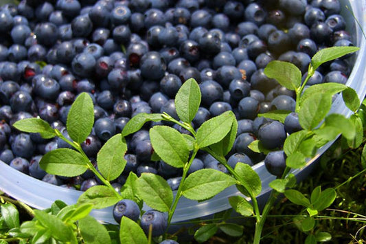 Vaccinium corymbosum - Amerikanische Heidelbeere