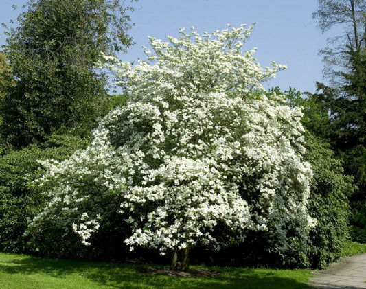 Cornus florida - Amerikanischer Blumen-Hartriegel
