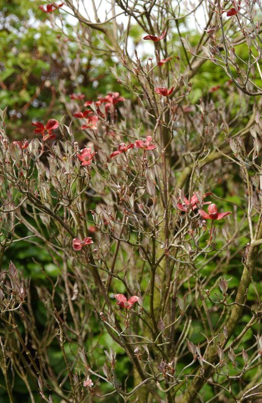 Cornus florida 'Purple Glory' - Amerikanischer Blumen-Hartriegel 'Purple Glory'