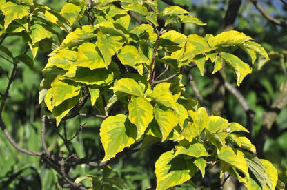 Cornus florida 'Rainbow' - Amerikanischer Blumen-Hartriegel 'Rainbow'