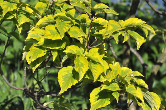 Cornus florida 'Rainbow' - Amerikanischer Blumen-Hartriegel 'Rainbow'
