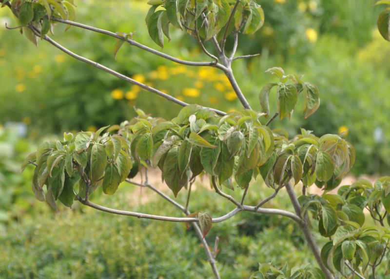 Cornus florida 'Sweetwater' - Amerikanischer Blumen-Hartriegel 'Sweetwater'