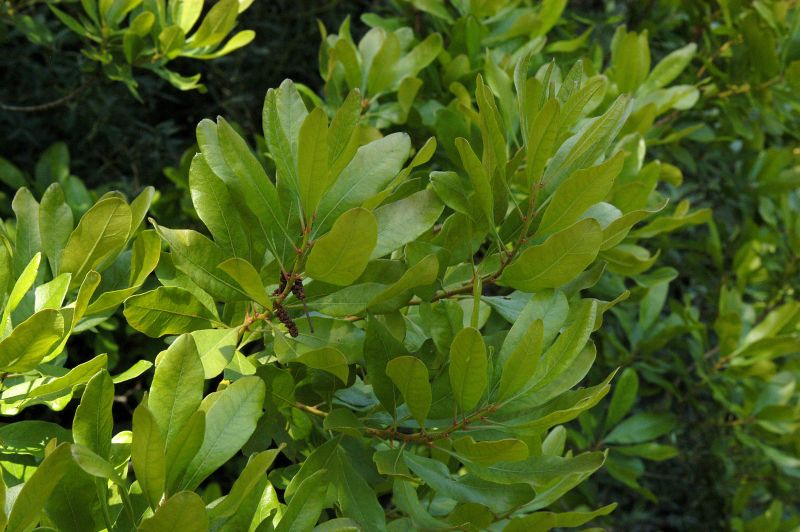 Myrica pensylvanica - Amerikanischer Gagelstrauch