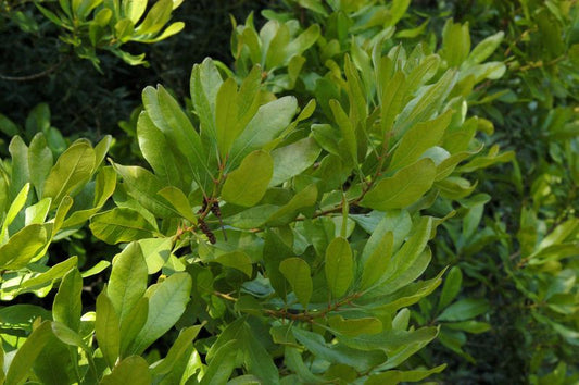 Myrica pensylvanica - Amerikanischer Gagelstrauch