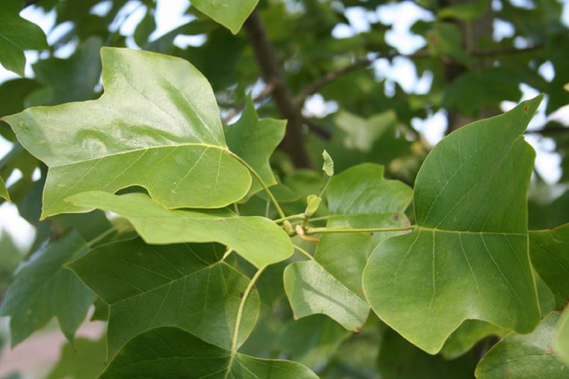 Liriodendron tulipifera - Amerikanischer Tulpenbaum