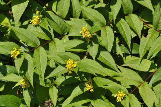 Diervilla splendens - Amerikanischer Weigelie splendens