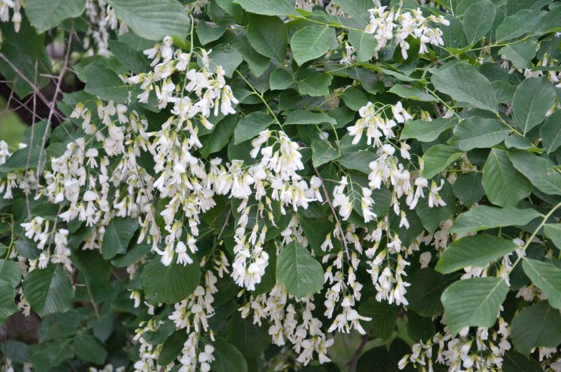 Cladrastis lutea - Amerikanisches Gelbholz