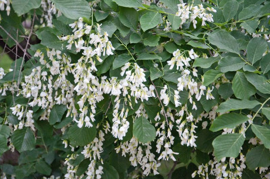 Cladrastis lutea - Amerikanisches Gelbholz