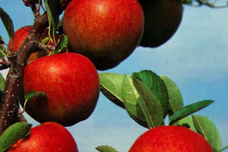Malus 'Braeburn' CAC - Apfel 'Braeburn' mittel