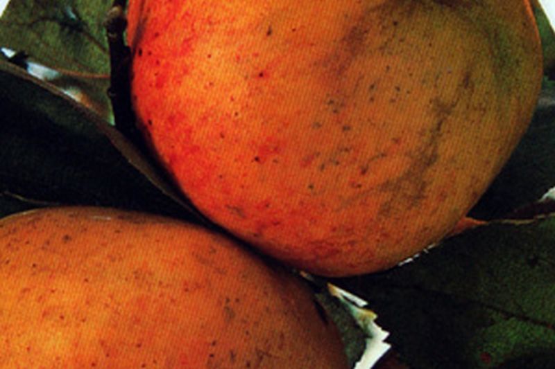 Malus 'Dülmener Herbstrosenapfel' CAC - Apfel 'Dülmener Herbstrosenapfel' mittel