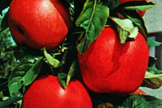 Malus 'Gloster 69' CAC - Apfel 'Gloster 69' mittel