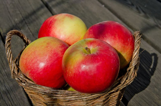 Malus 'Idared' CAC - Apfel 'Idared' spät