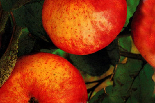 Malus 'Jakob Fischer' CAC - Apfel 'Jakob Fischer' mittel