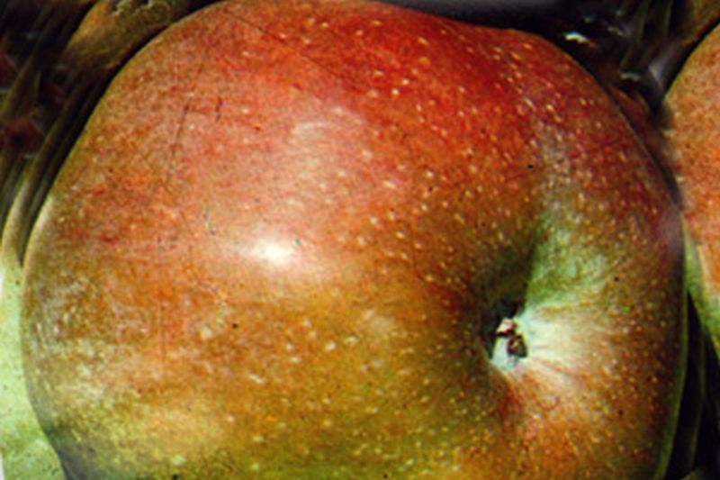 Malus 'Jakob Lebel' CAC - Apfel 'Jakob Lebel' mittel