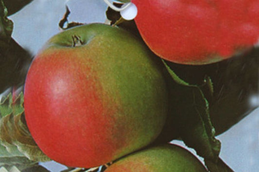 Malus 'Jonagold' CAC - Apfel 'Jonagold' mittel