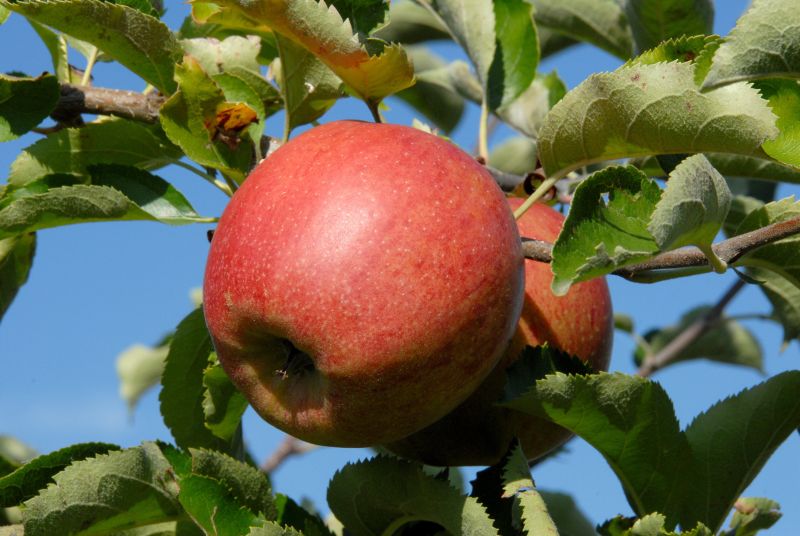 Malus 'Jonagored' -S- CAC - Apfel 'Jonagored' -S- mittel