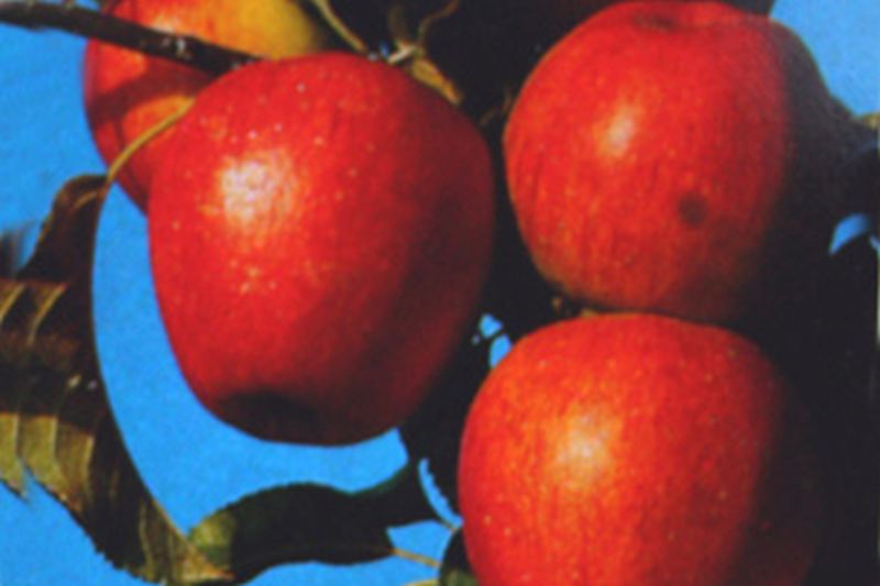 Malus 'Pinova' -S- CAC - Apfel 'Pinova' -S- mittel
