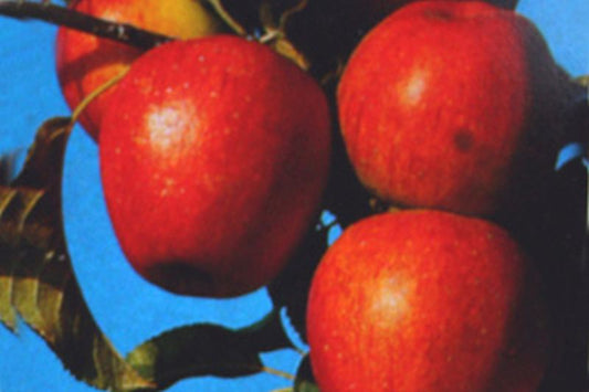Malus 'Pinova' -S- CAC - Apfel 'Pinova' -S- mittel
