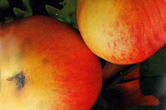 Malus 'Rheinischer Winterrambur' CAC - Apfel 'Rheinischer Winterrambur' spät