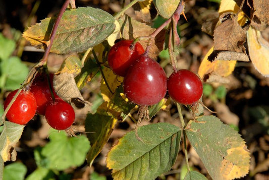 Rosa villosa - Apfel-Rose