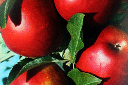 Malus 'Roter Jonathan' CAC - Apfel 'Roter Jonathan'