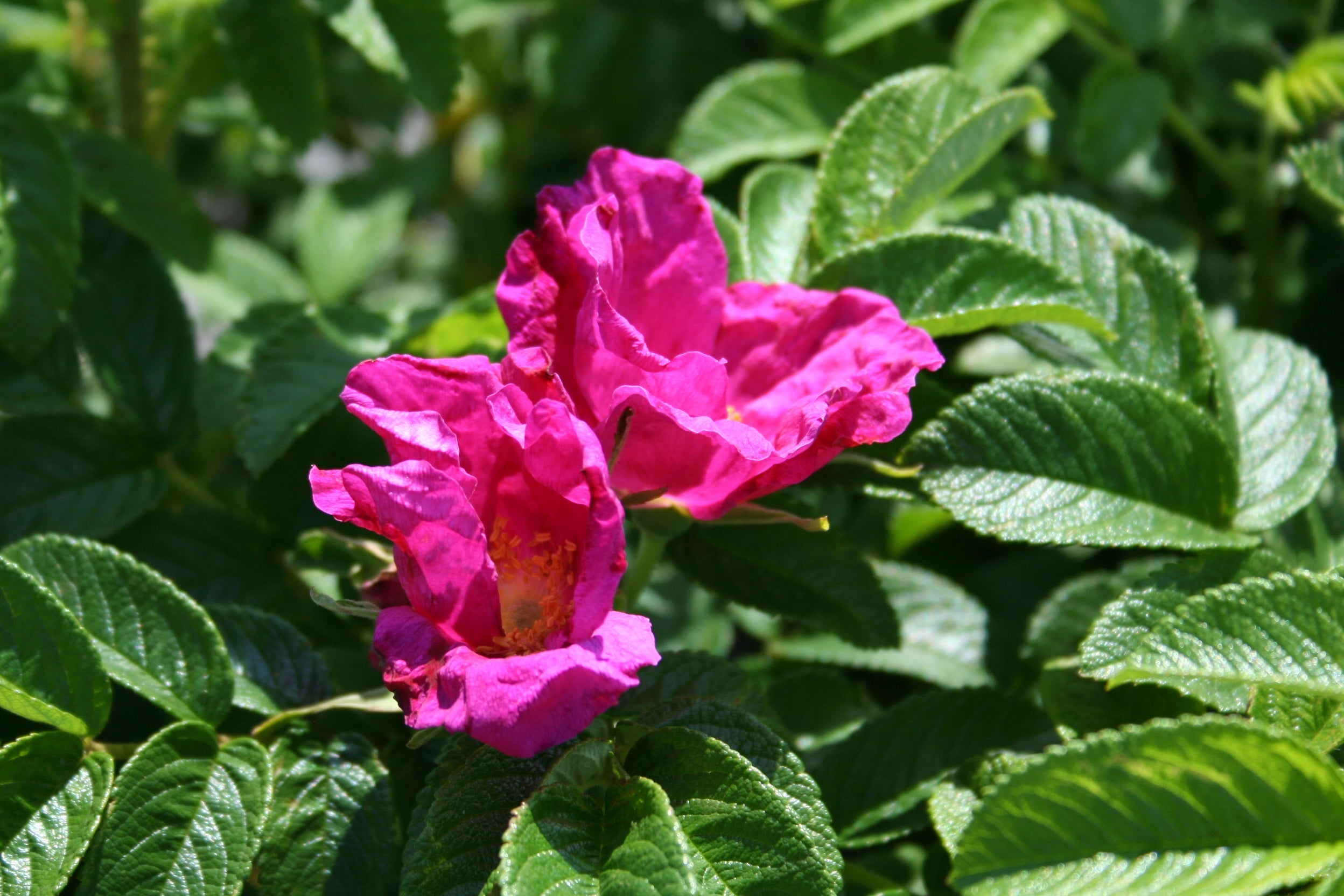 Rosa rugosa - Apfelrose – baumschule-pflanzen-versand.de