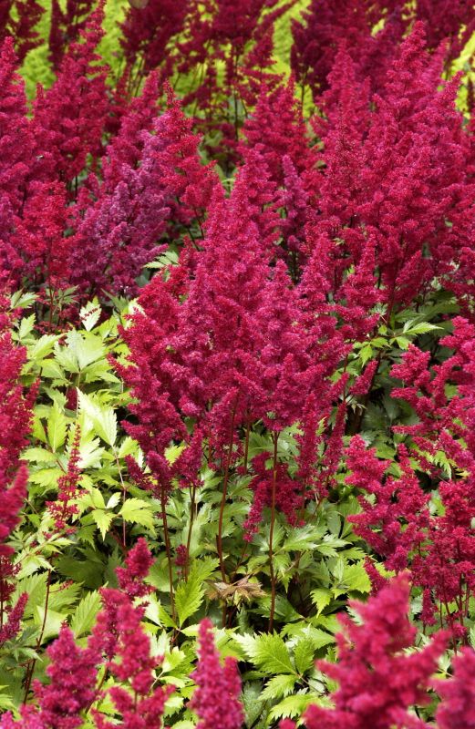Astilbe x arendsii 'Fanal' - Arends Garten-Prachtspiere Fanal
