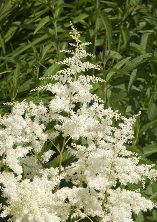 Astilbe x arendsii 'Brautschleier' - Arends Garten-Prachtspiere Brautschleier