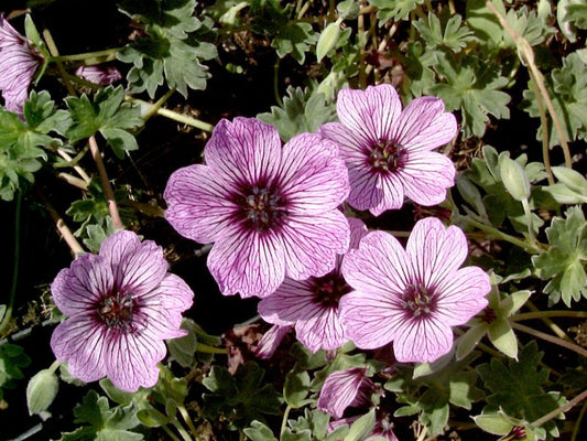 Geranium cinereum 'Ballerina' - Aschgrauer Garten-Storchschnabel