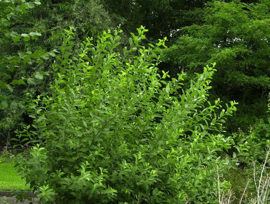 Salix cinerea - Aschweide