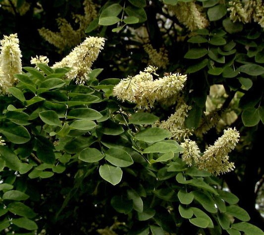 Maackia amurensis - Asiatisches Gelbholz