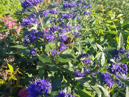 Caryopteris clandonensis 'Grand Bleu' ® - Bartblume 'Grand Bleu' ®