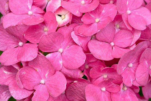 Hydrangea macrophylla 'Bouquet Rose' - Bauernhortensie 'Bouquet Rose'