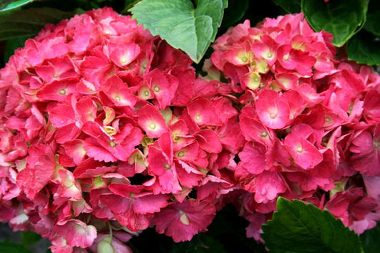 Hydrangea macrophylla 'Hamburg' - Bauernhortensie 'Hamburg'