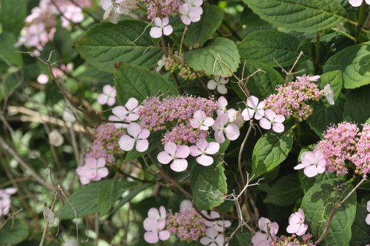 Hydrangea macrophylla 'Mariesii Perfecta' - Bauernhortensie 'Mariesii Perfecta'