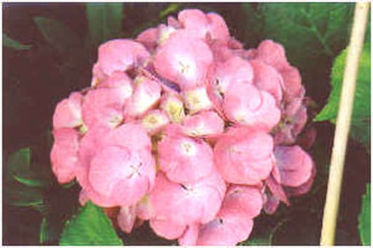 Hydrangea macrophylla 'Masja' - Bauernhortensie 'Masja'