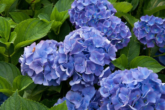Hydrangea macrophylla 'Renate Steiniger' - Bauernhortensie 'Renate Steiniger'
