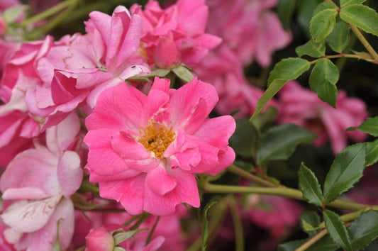 Rosa 'Bad Wörishofen 2005' ® BT - Beetro.'Bad Wörishofen 2005' ® ADR-Rose